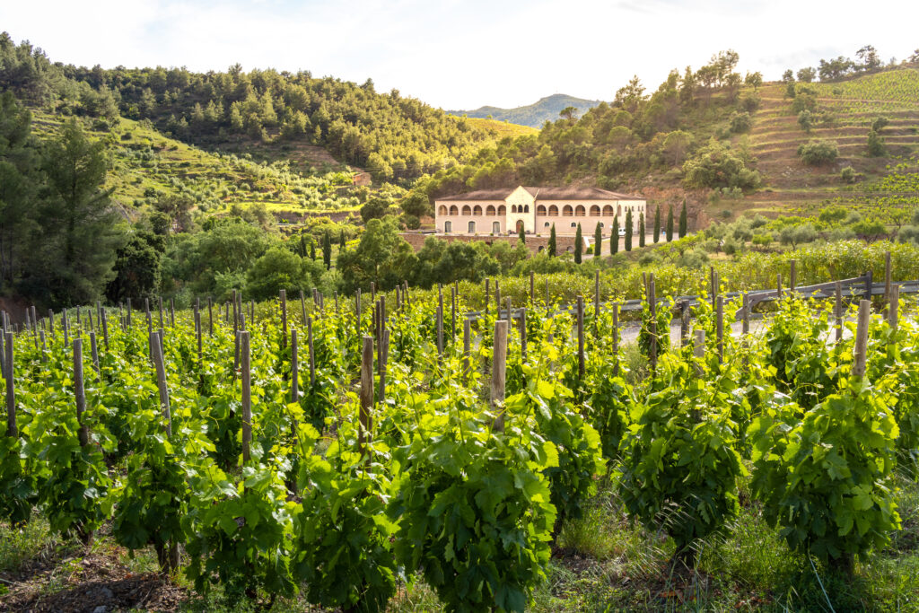 Wine Cellar Building Surrounded By Vineyards At Summer Time, Gra