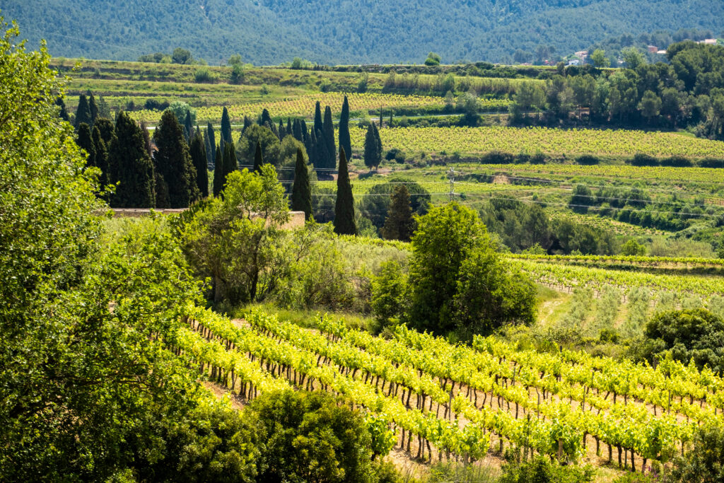 Vineyards In The Spring In The Subirats Wine Region In The Provi