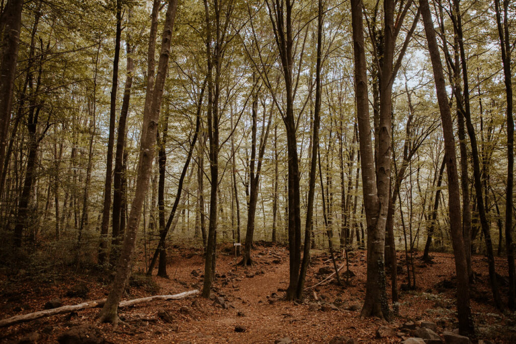 Fageda Den Jorda Loeildeos